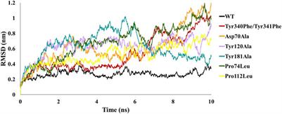 Exploring the Binding Interaction of Raf Kinase Inhibitory Protein With the N-Terminal of C-Raf Through Molecular Docking and Molecular Dynamics Simulation